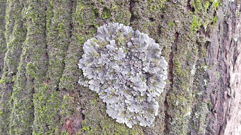 Physma Lichen photo 3