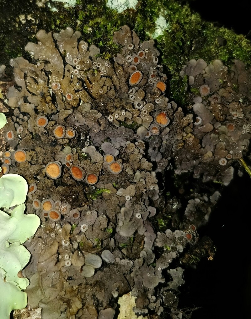 Physma Lichen photo 4