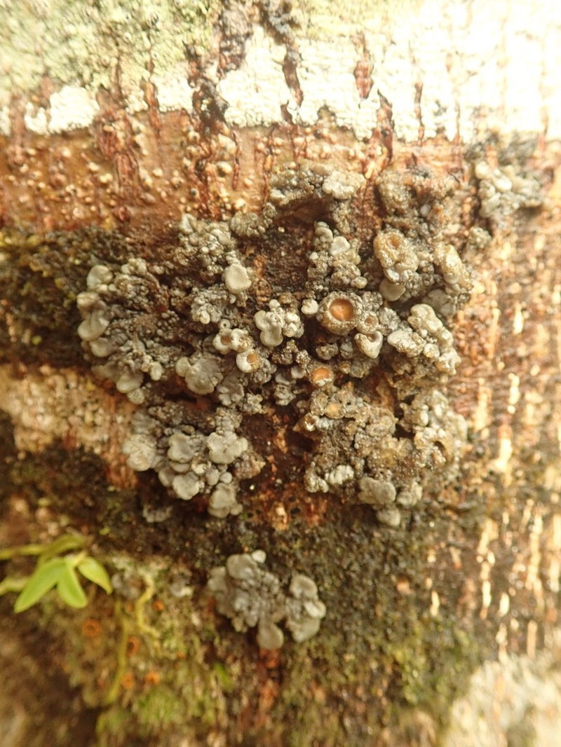Physma Lichen photo 5