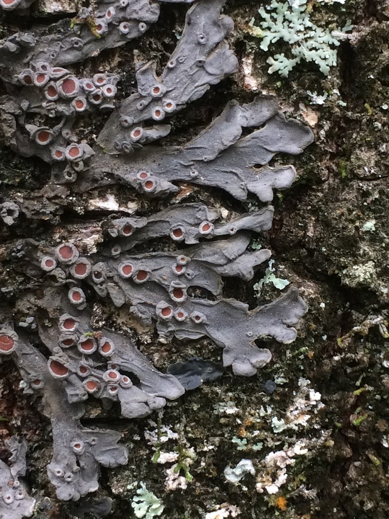 Physma Lichen photo 6