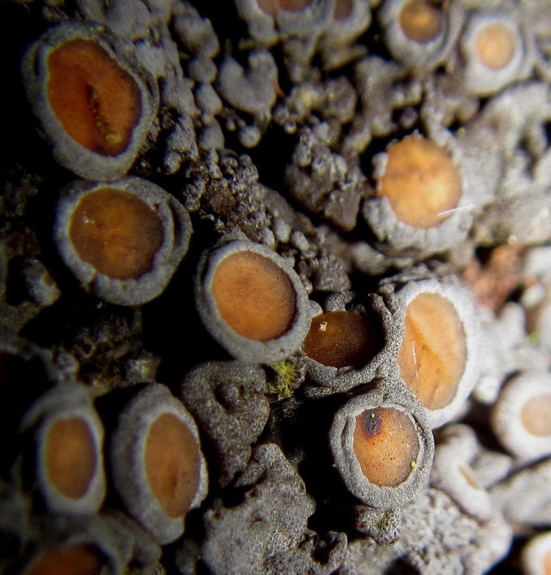 Physma Lichen photo 7