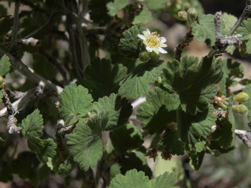 Dwarf Ninebark photo 2