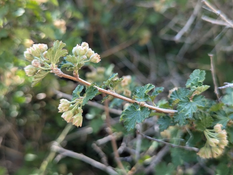 Dwarf Ninebark photo 3