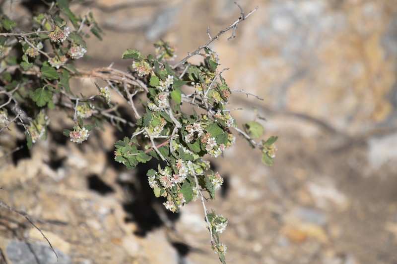 Dwarf Ninebark photo 4