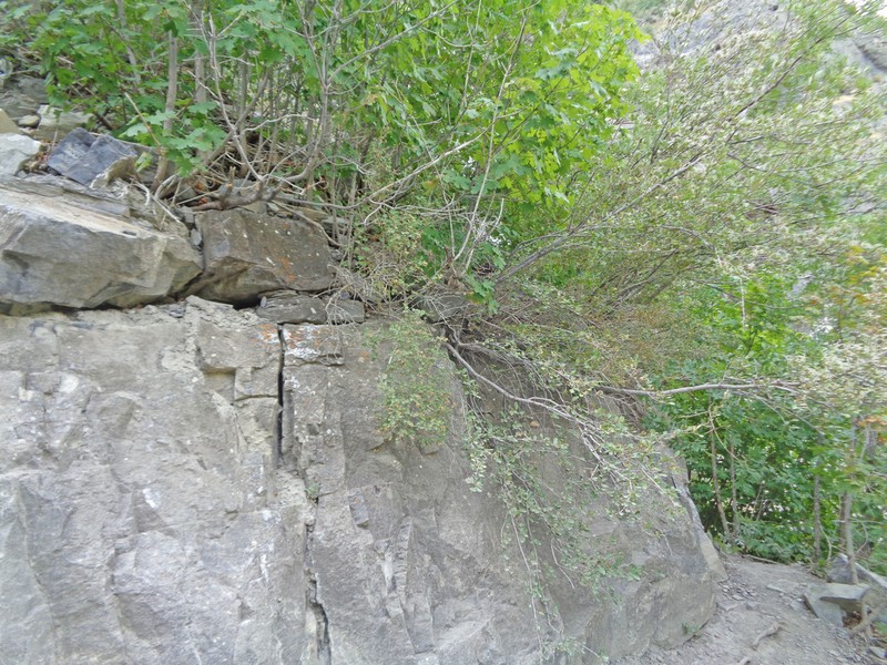 Dwarf Ninebark photo 5