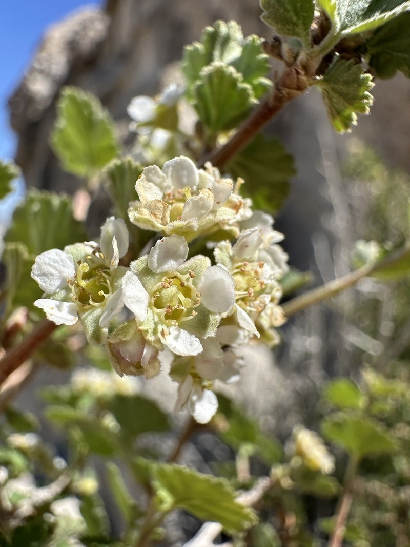 Dwarf Ninebark photo 6