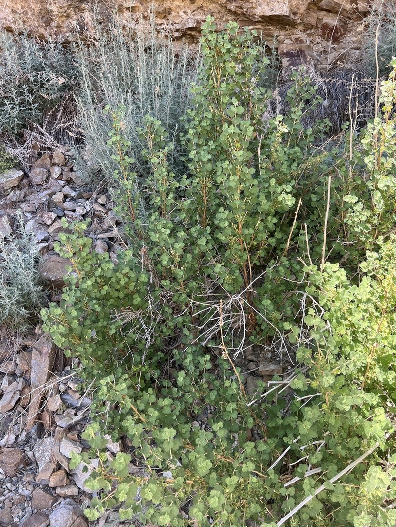 Dwarf Ninebark photo 7