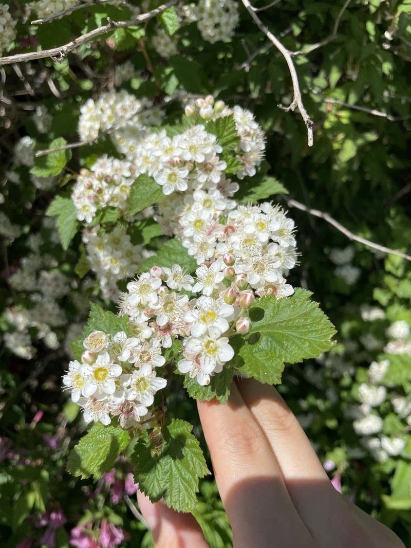 Physocarpus amurensis