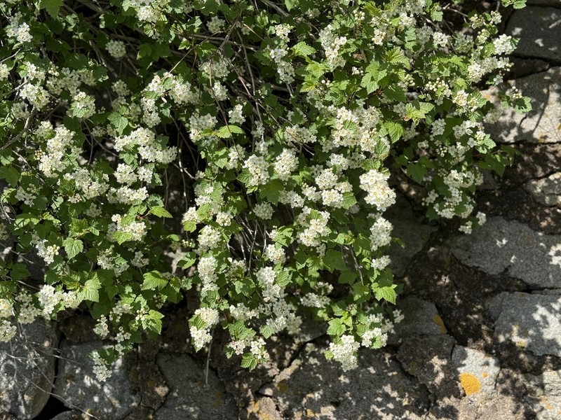 Physocarpus amurensis photo 2