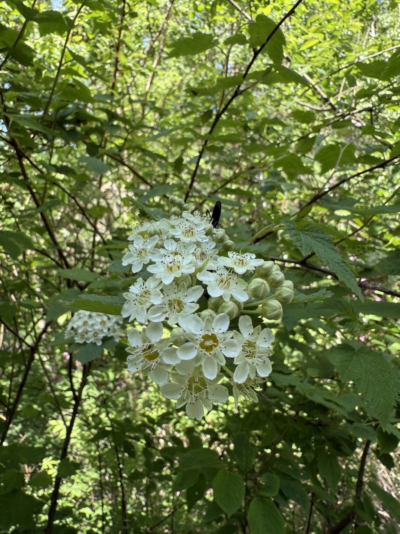Physocarpus amurensis photo 3