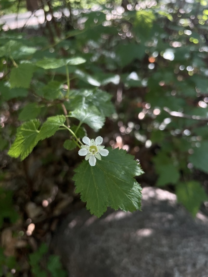 Physocarpus amurensis photo 4