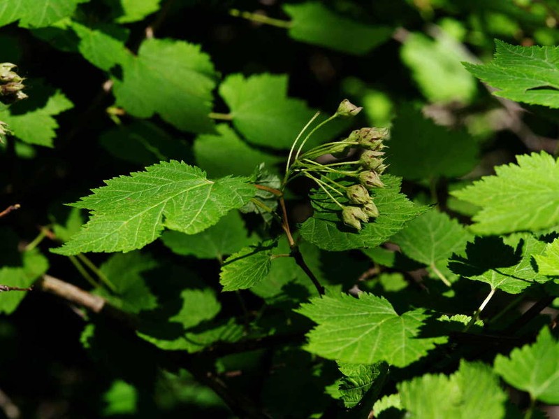 Physocarpus amurensis photo 5