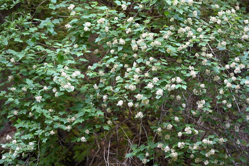 Physocarpus amurensis photo 6