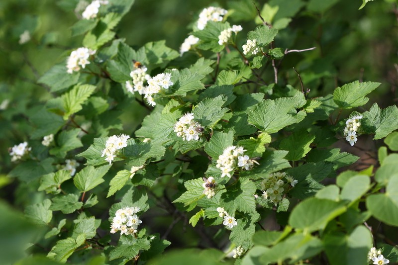 Physocarpus amurensis photo 7