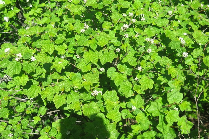 Physocarpus amurensis photo 8