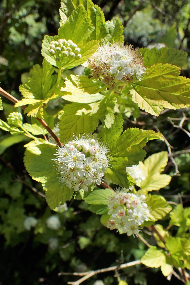 Physocarpus amurensis