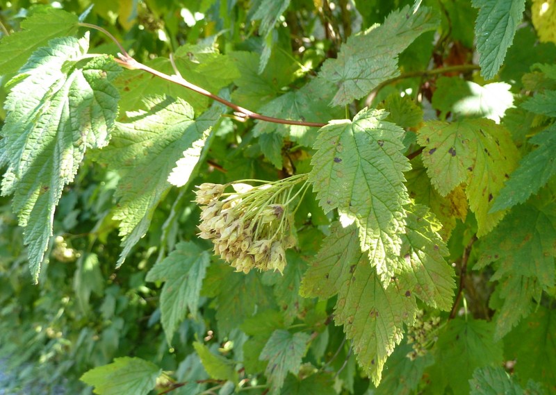 Pacific Ninebark photo 2