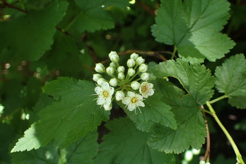 Pacific Ninebark photo 3