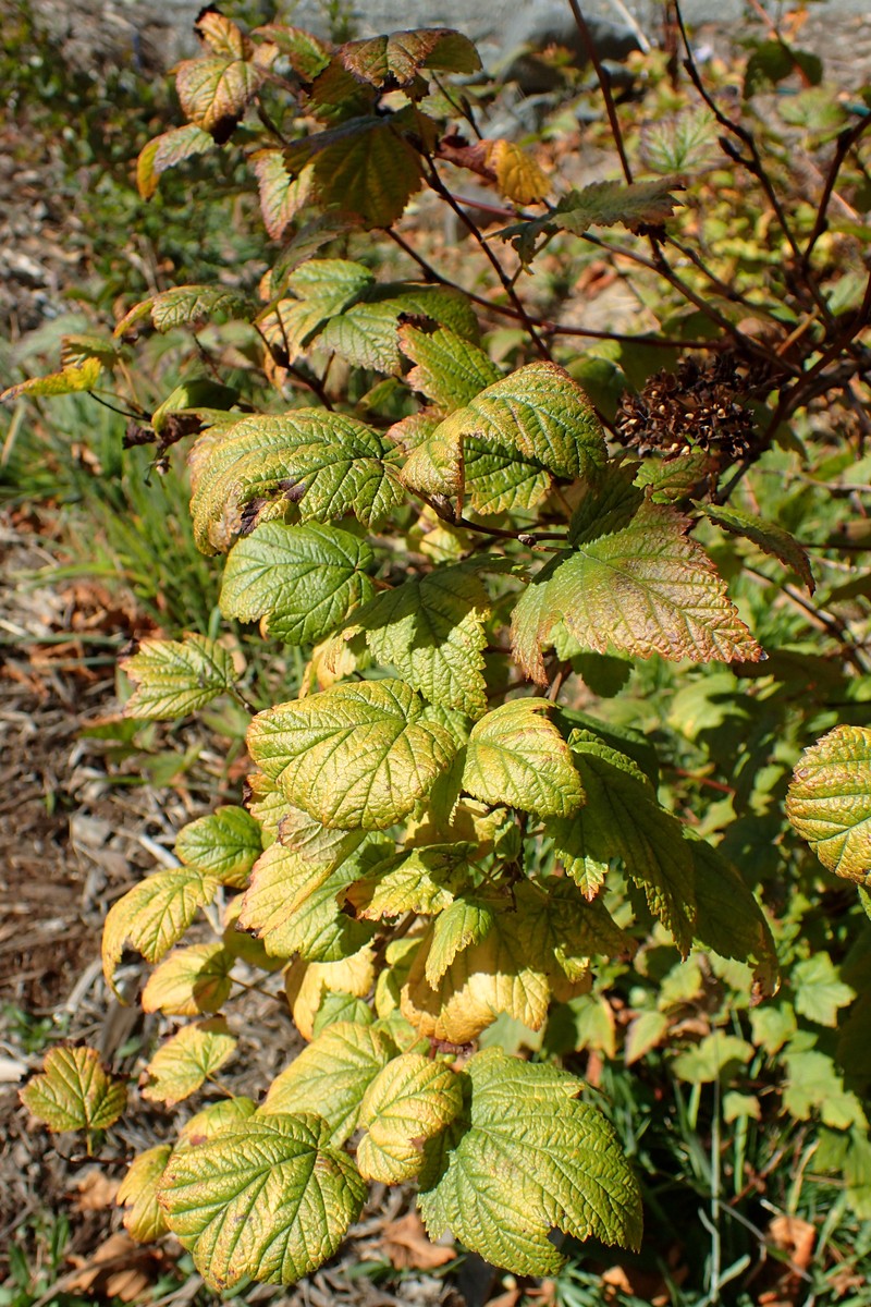 Pacific Ninebark photo 4