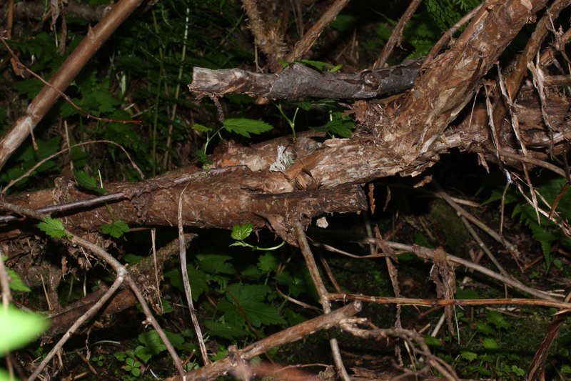 Pacific Ninebark photo 8