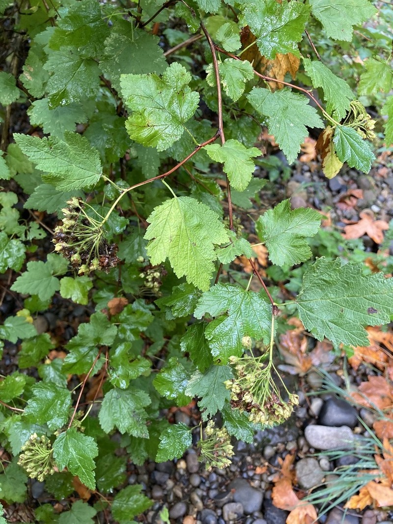 Pacific Ninebark photo 6