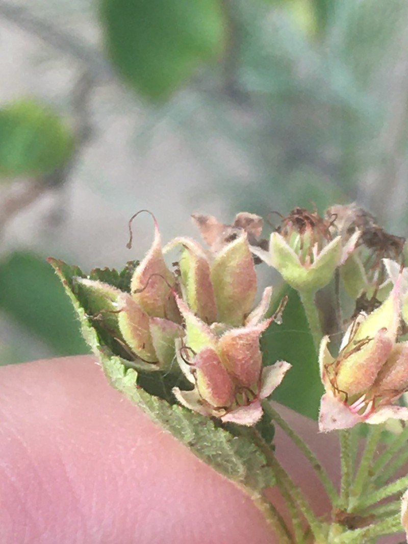 Physocarpus intermedius