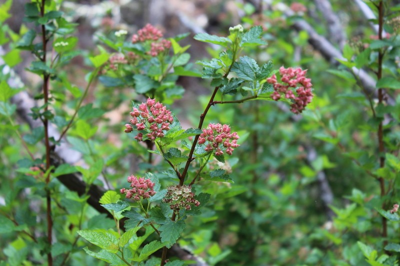 Physocarpus intermedius photo 2