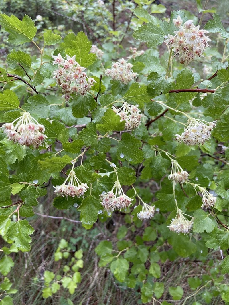 Physocarpus intermedius photo 3