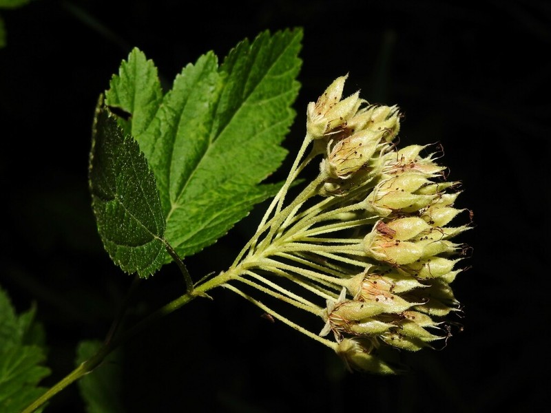 Physocarpus intermedius photo 4