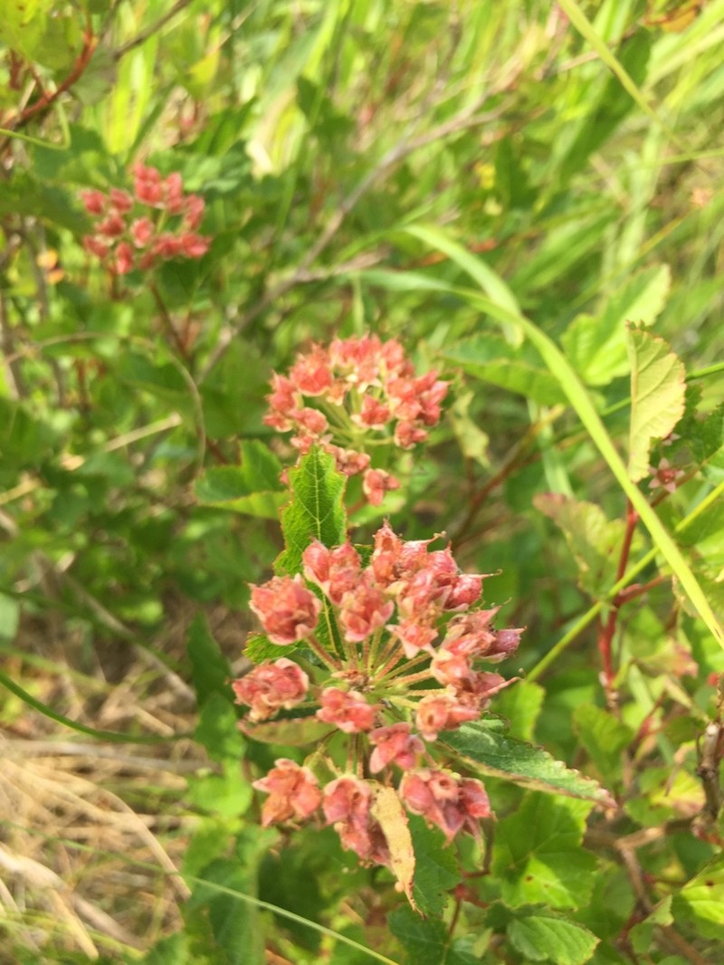Physocarpus intermedius photo 5
