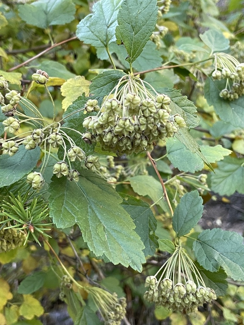Physocarpus intermedius photo 6