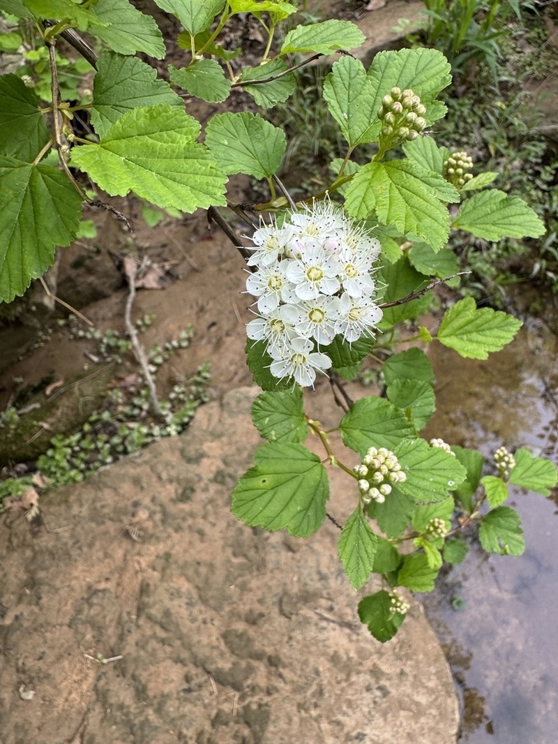 Physocarpus intermedius photo 7