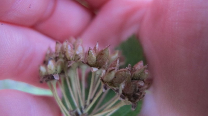 Physocarpus intermedius photo 8