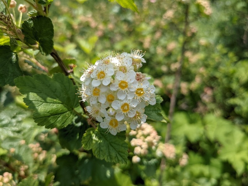 Mallow Ninebark photo 2