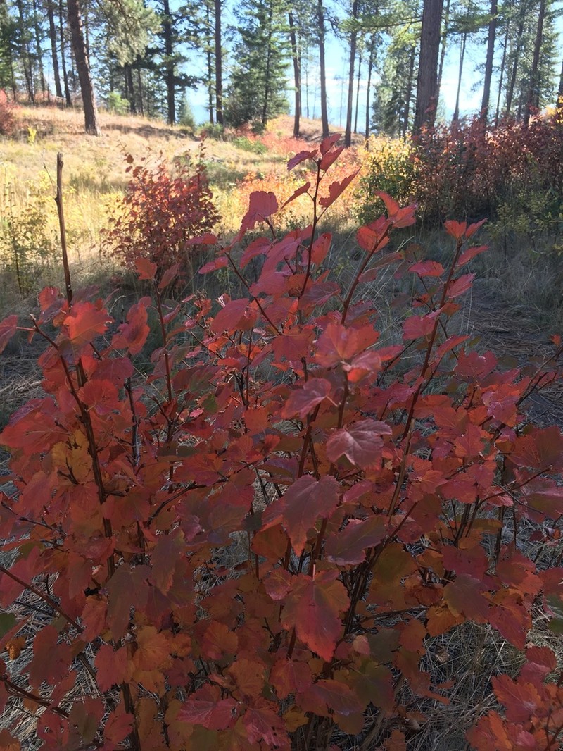 Mallow Ninebark photo 3