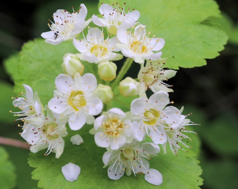 Mallow Ninebark photo 4