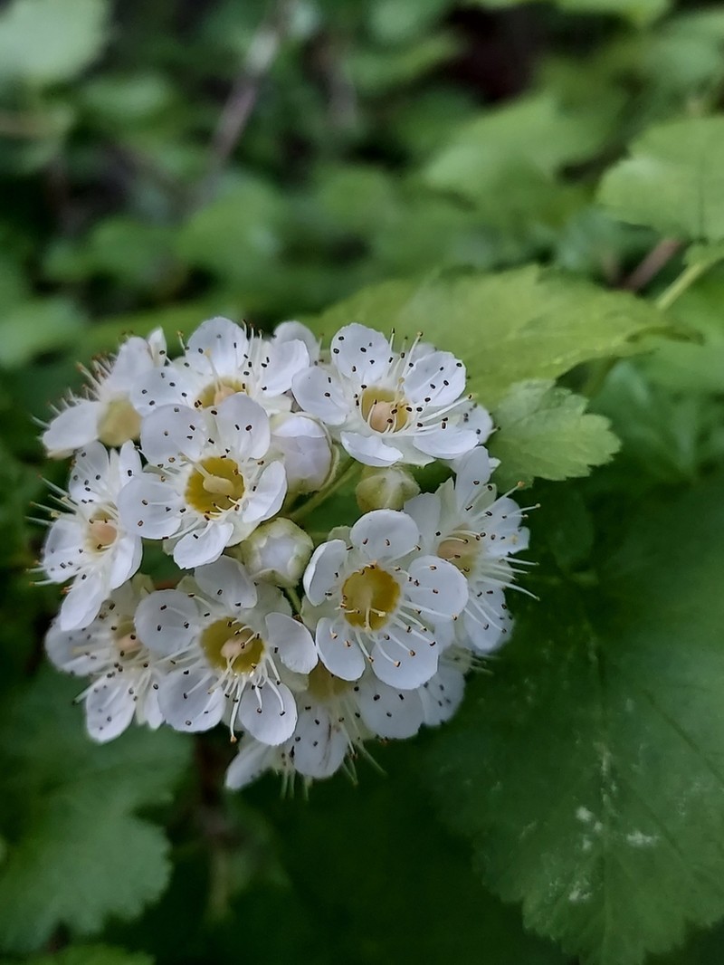 Mallow Ninebark photo 5