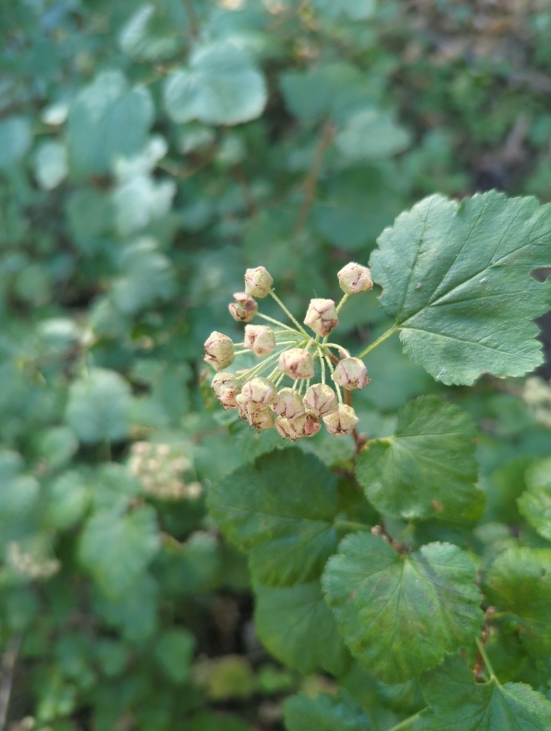 Mallow Ninebark photo 6