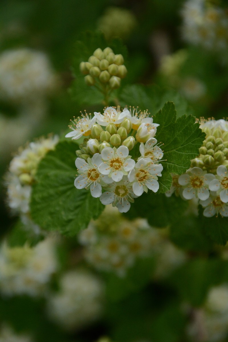 Mallow Ninebark photo 7