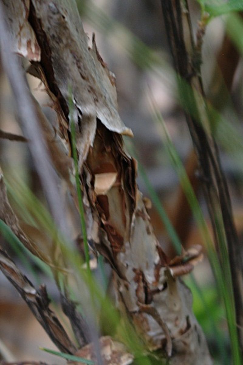Mountain Ninebark photo 7