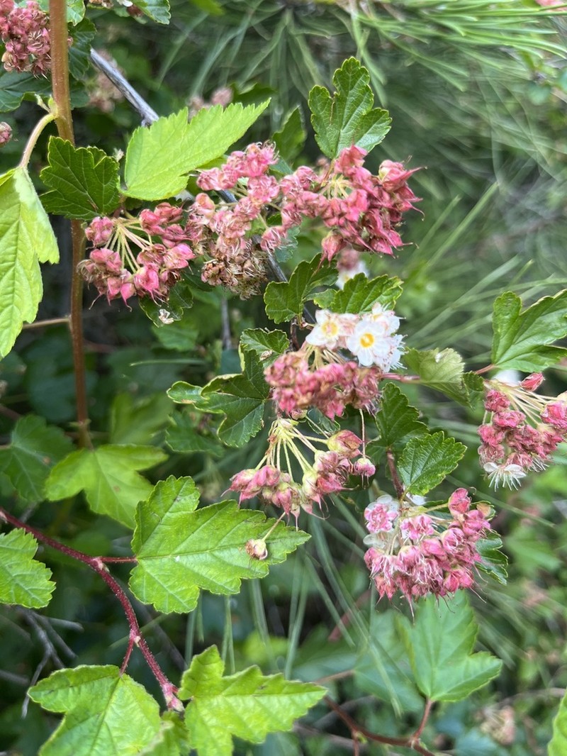 Mountain Ninebark photo 3