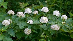 Common Ninebark