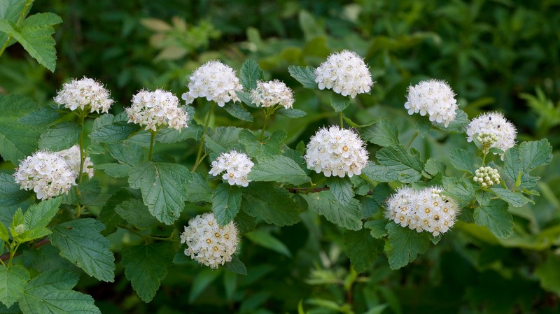 Physocarpus bracteatus