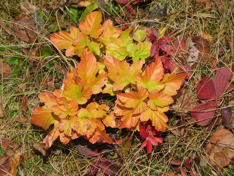 Physocarpus bracteatus photo 5