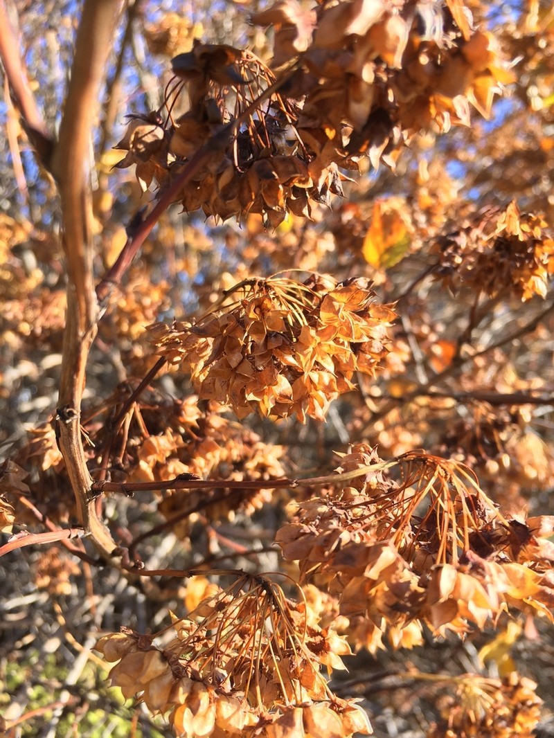 Physocarpus bracteatus photo 6