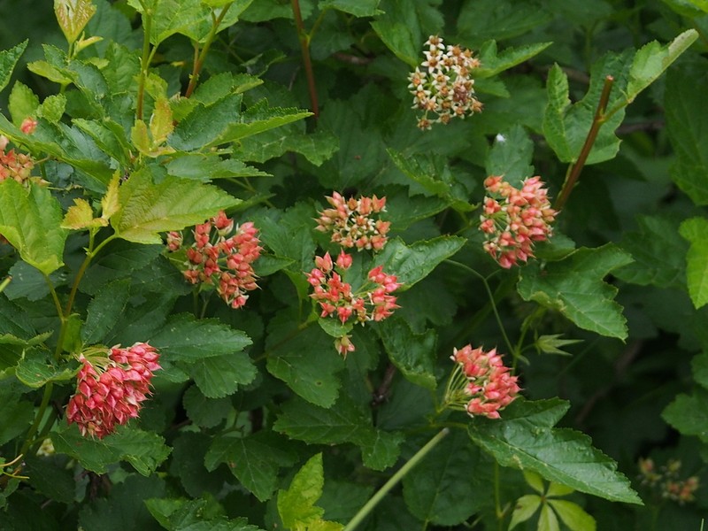 Physocarpus bracteatus photo 7