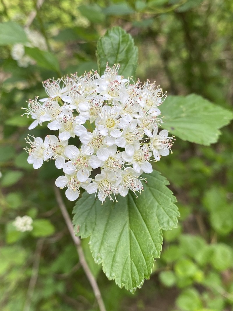 Common Ninebark photo 4