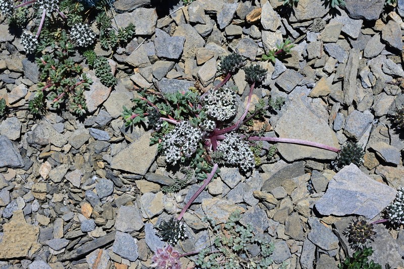 Physospermopsis nana