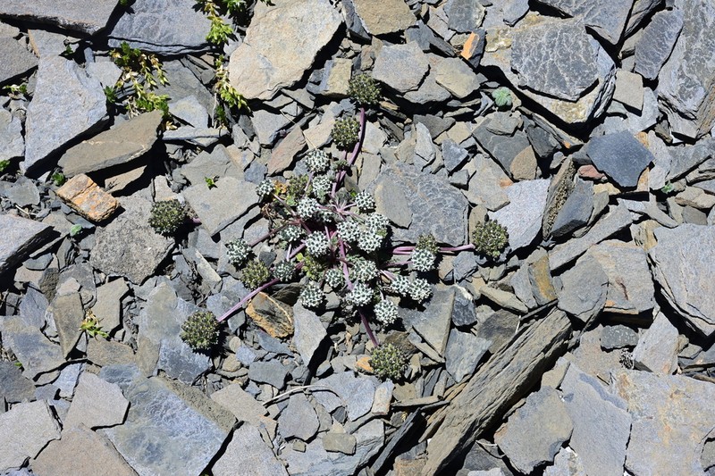 Physospermopsis nana photo 2