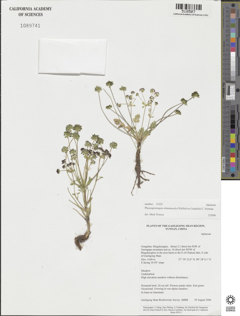 Physospermopsis obtusiuscula photo 5